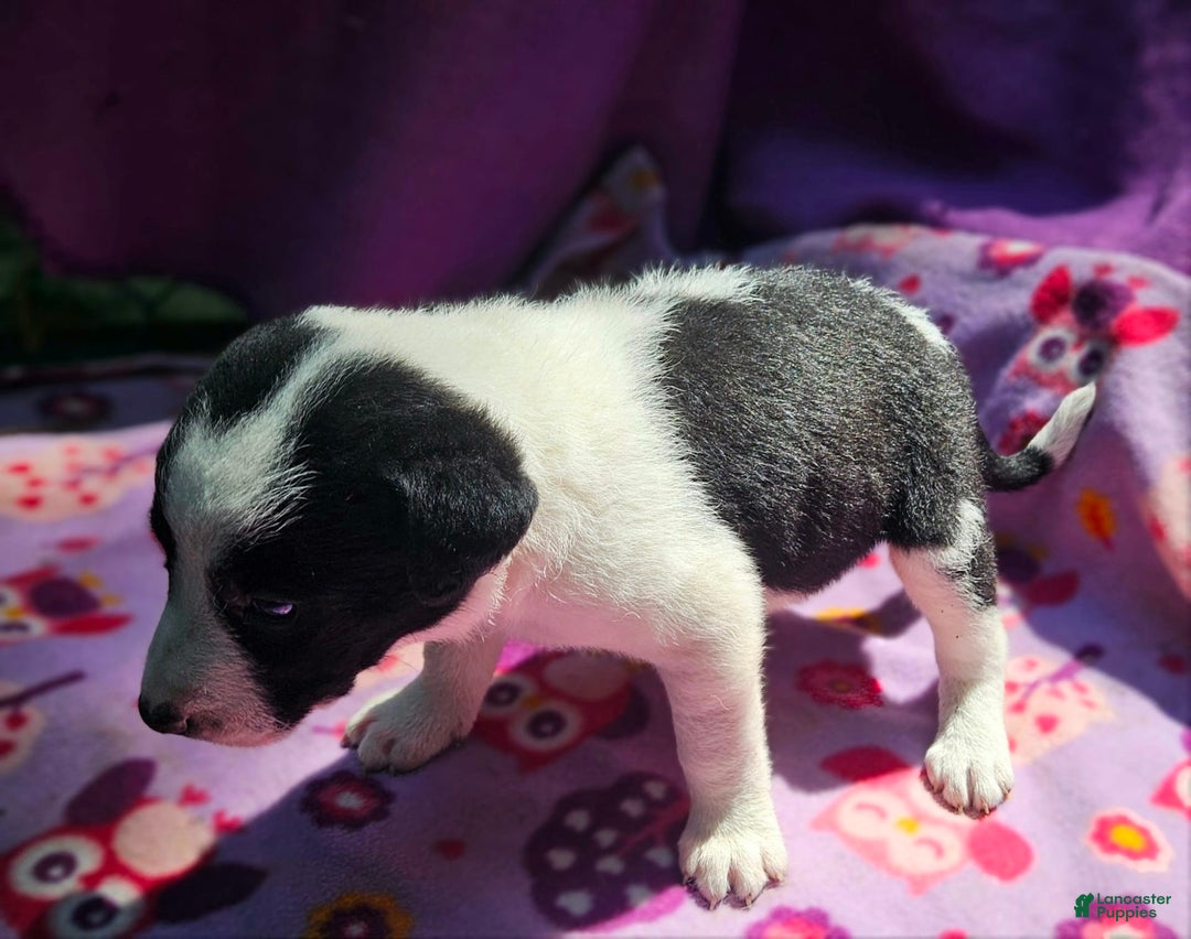 Border Collie dogs for sale: Dolly - Image 2