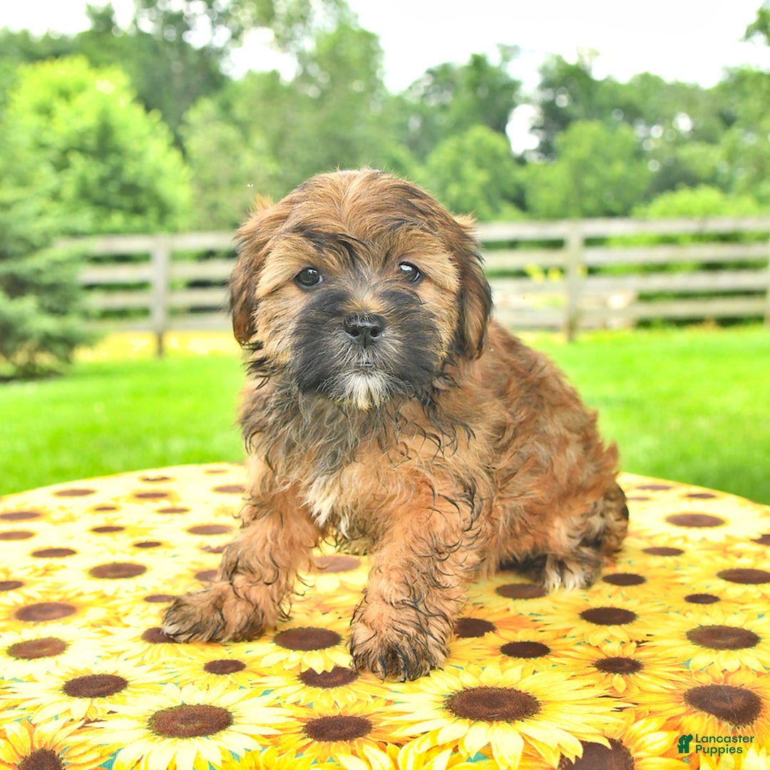 Shorkie dogs for sale: Earl - Image 2