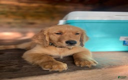Golden Retriever dogs for sale: Rambo - Image 3