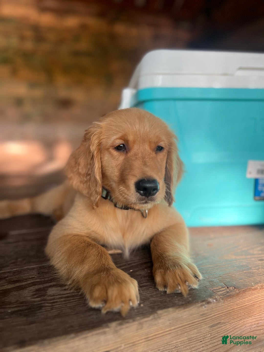 Golden Retriever dogs for sale: Rambo - Image 3