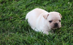 French Bulldog dogs for sale: Lincoln - Image 4