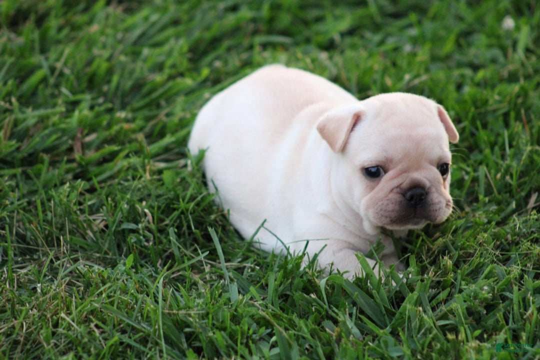 French Bulldog dogs for sale: Lincoln - Image 4