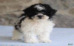 Toy Poodle dogs for sale: Prince - Image 4