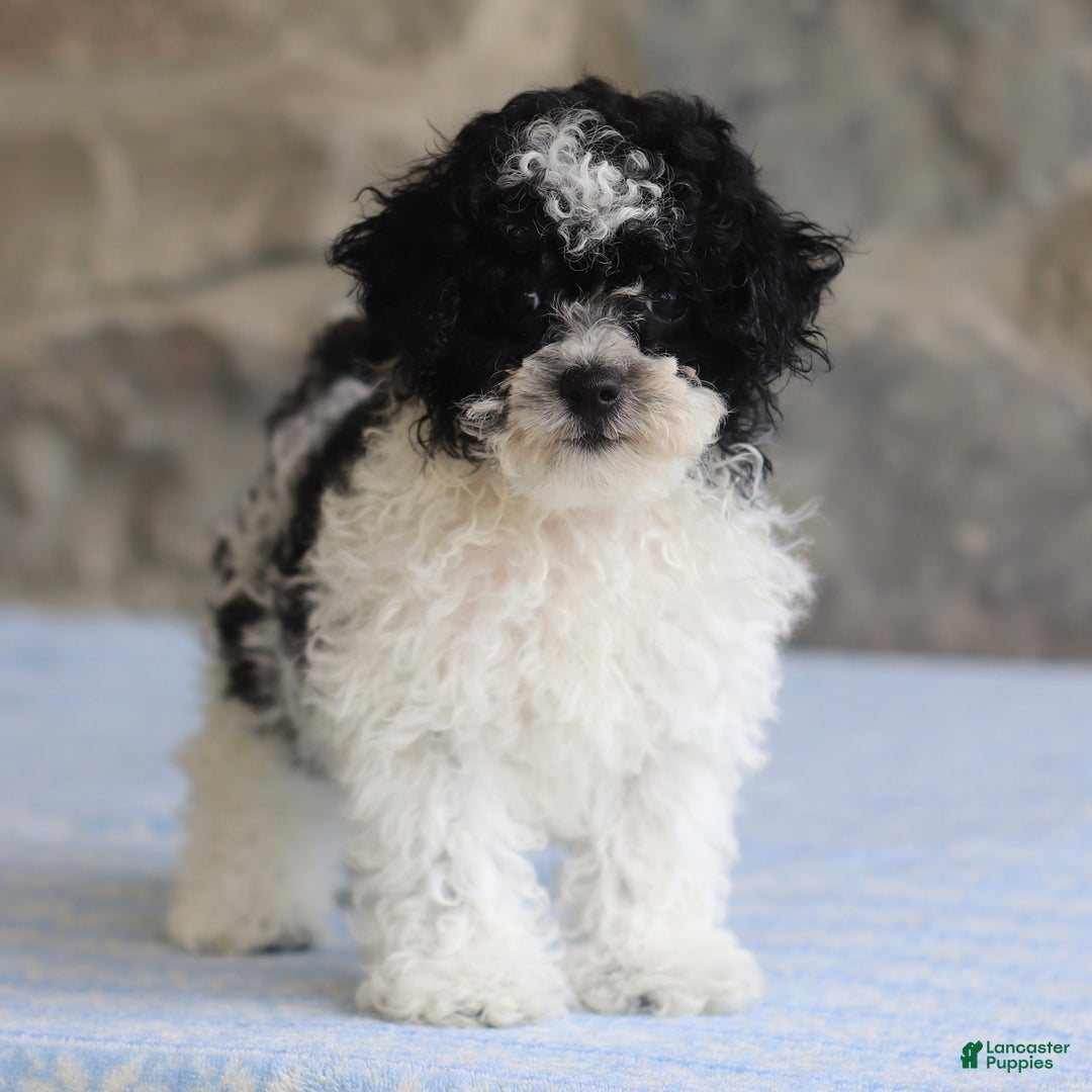Toy Poodle dogs for sale: Prince - Image 4