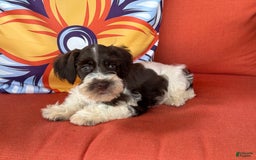Miniature Schnauzer dogs for sale: Paisley Female 2 Liver Parti - Image 2