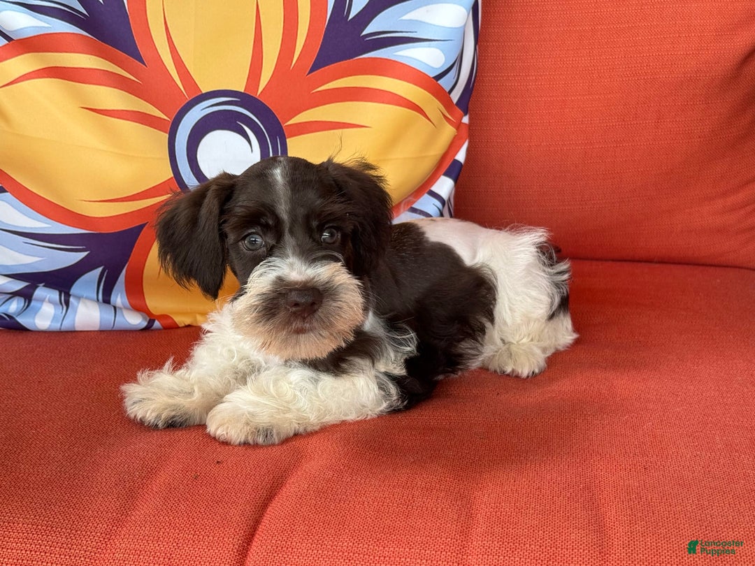 Miniature Schnauzer dogs for sale: Paisley Female 2 Liver Parti - Image 2