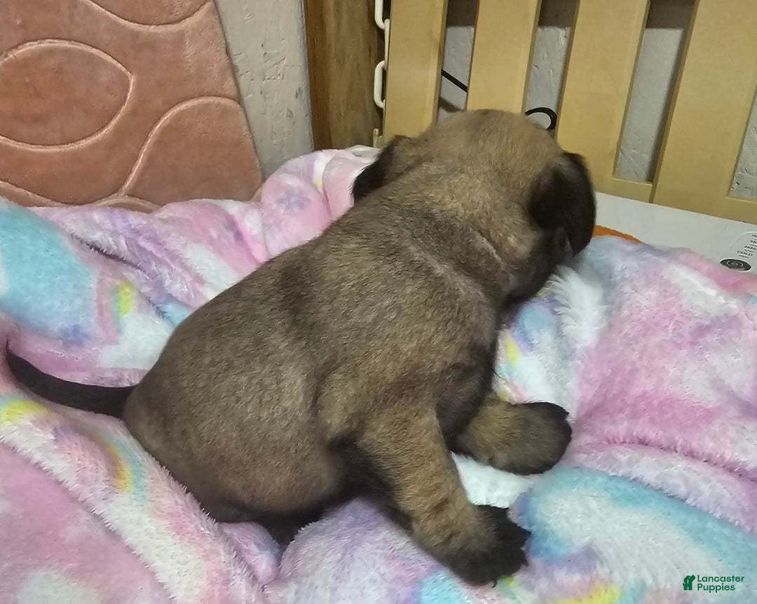 Pug dogs for sale: Candy - Image 13