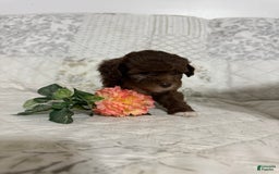 Shihpoo dogs for sale: Lola - Image 4