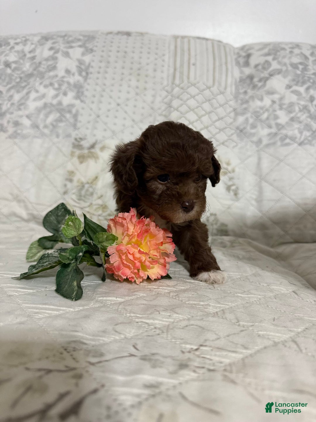 Shihpoo dogs for sale: Lola - Image 4