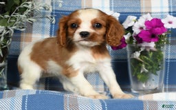 Cavalier King Charles Spaniel dogs for sale: Anna - Image 3