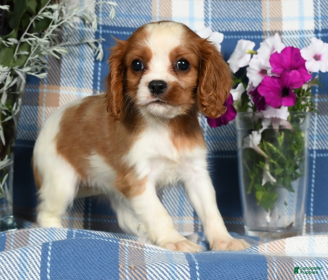 Cavalier King Charles Spaniel dogs for sale: Anna - Image 3