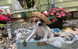 Jack Russell Terrier dogs for sale: Breezy - Image 1