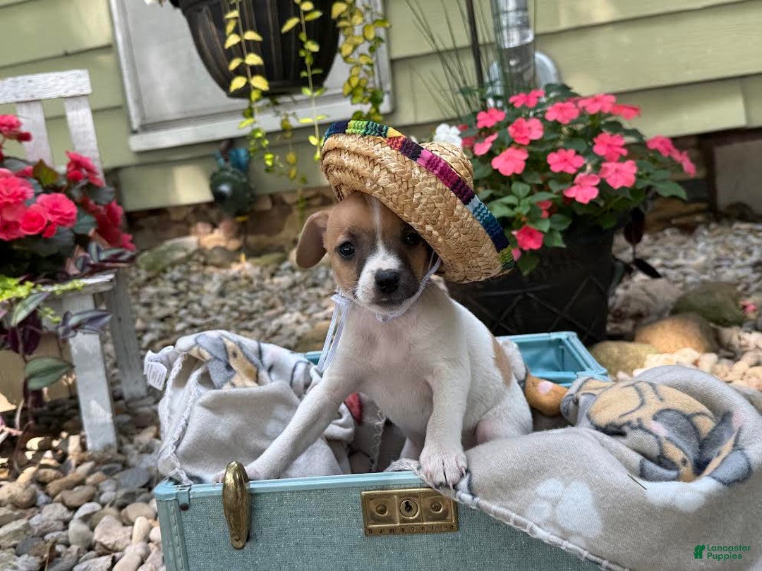 Jack Russell Terrier dogs for sale: Breezy - Image 1