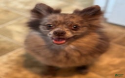 Pomeranian dogs for sale: Merle - Image 4