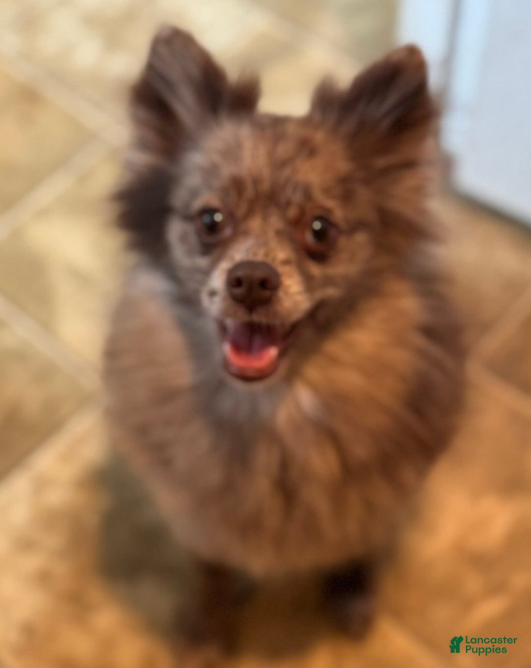 Pomeranian dogs for sale: Merle - Image 4