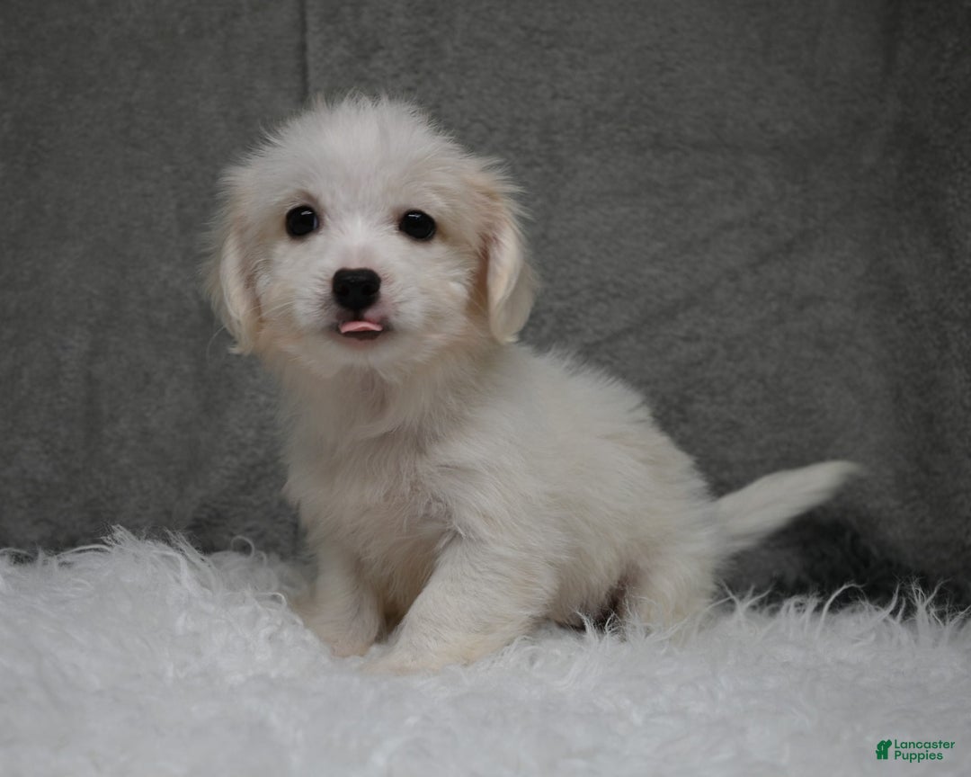 Maltipoo dogs for sale: Timothy - Image 4