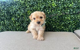 Toy Poodle dogs for sale: Tito - Image 4