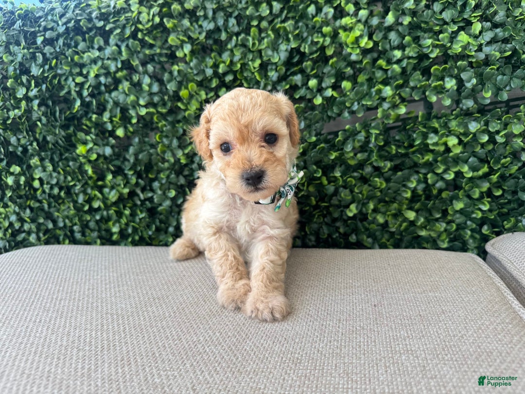 Toy Poodle dogs for sale: Tito - Image 4