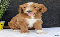 Goldendoodle dogs for sale: Mikey - Image 25