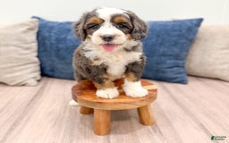 Mini Bernedoodle dogs for sale: Benson - Image 8