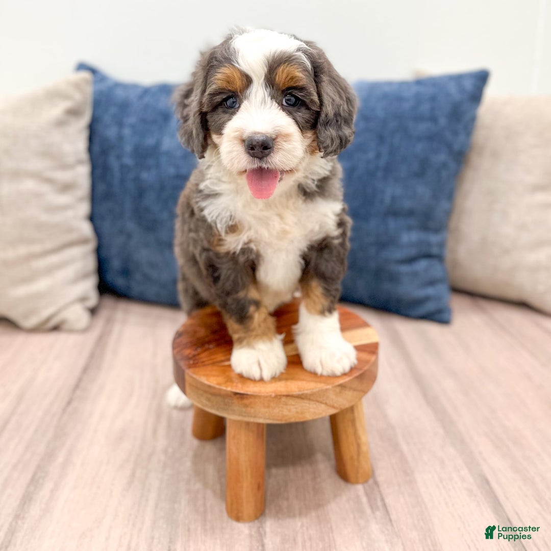 Mini Bernedoodle dogs for sale: Benson - Image 8