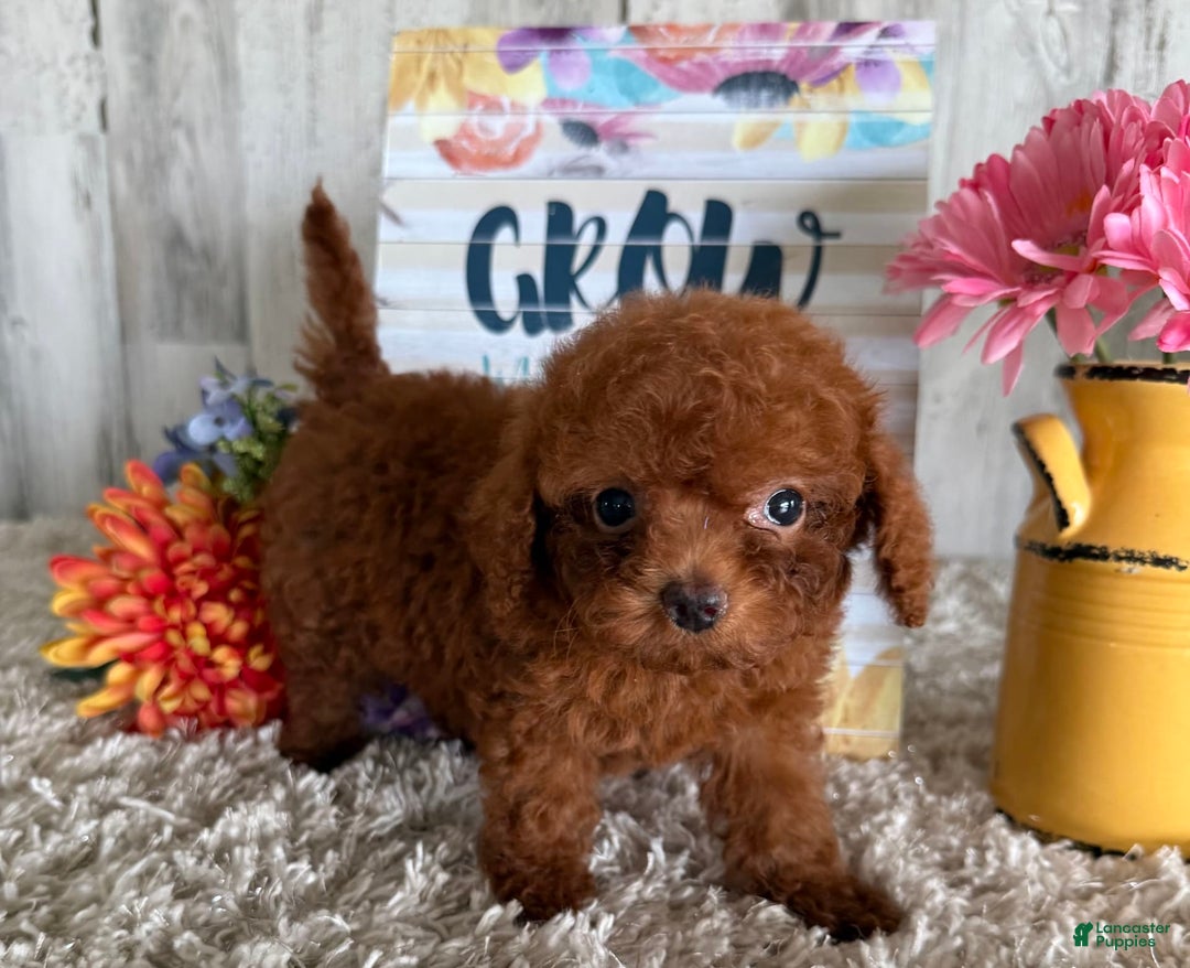 Cavapoo dogs for sale: Jewel - Image 1