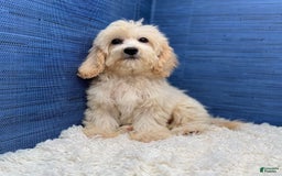 Maltipoo dogs for sale: Rebecca - Image 5