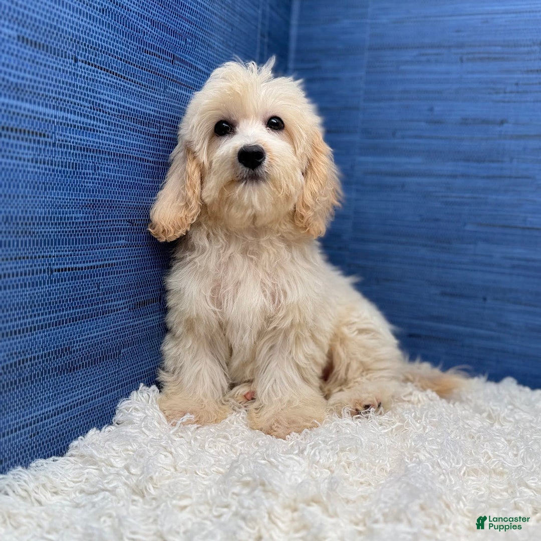 Maltipoo dogs for sale: Rebecca - Image 5
