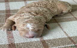 Standard Poodle dogs for sale: Willow - Image 4