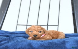 Mini Goldendoodle dogs for sale: Aurora - Image 20