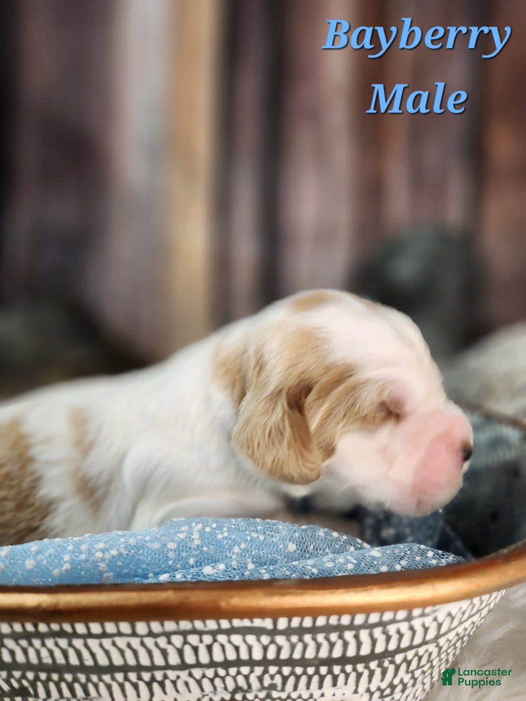 English Springer Spaniel dogs for sale: Bayberry - Image 2