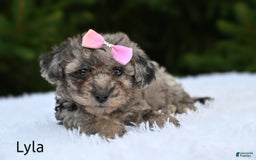 Bichpoo dogs for sale: Lyla - Image 3