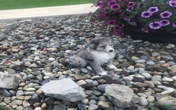English Shepherd dogs for sale: Tonya - Image 2