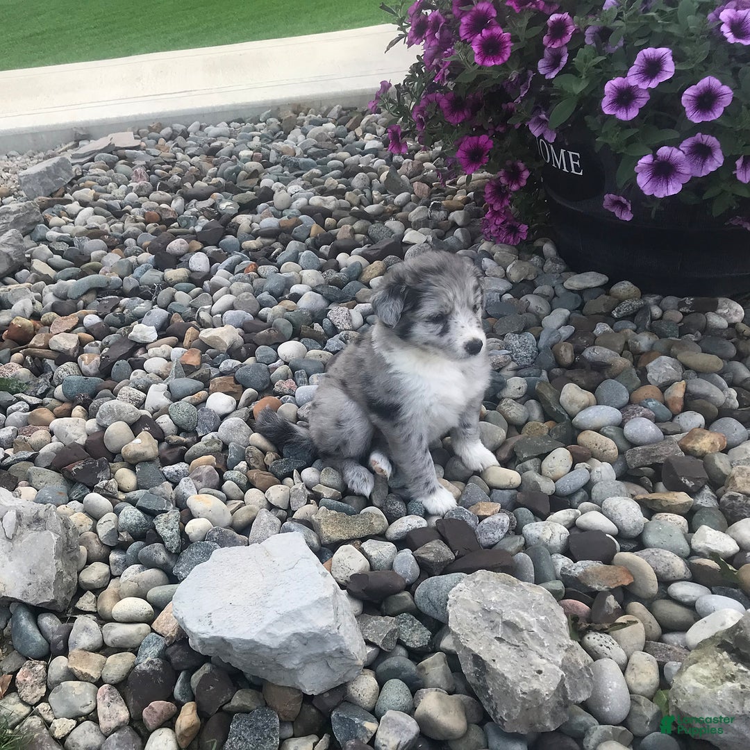 English Shepherd dogs for sale: Tonya - Image 2