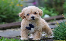 Miniature Poodle dogs for sale: Ricky - Image 3