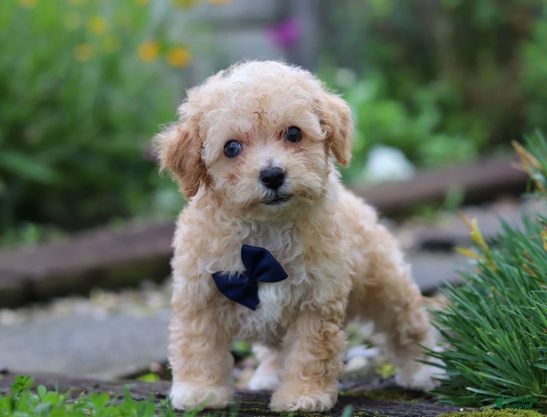 Miniature Poodle dogs for sale: Ricky - Image 3