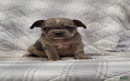 Frenchton dogs for sale: Cody - Image 1
