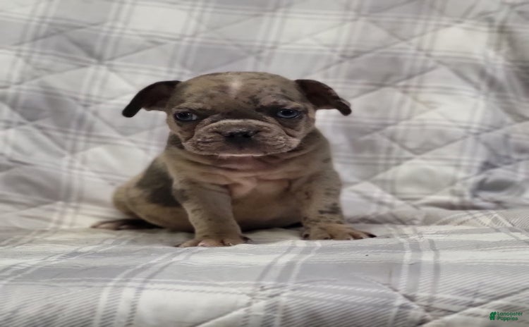 Frenchton dogs for sale - Ad 4