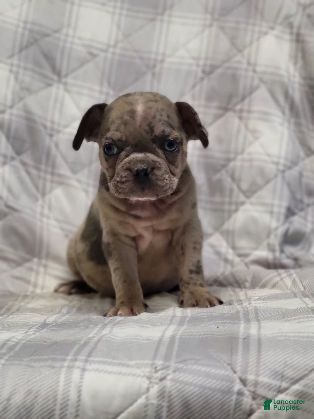 Frenchton dogs for sale: Cody - Image 1