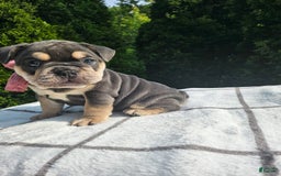 English Bulldog dogs for sale: Dalilah - Image 3