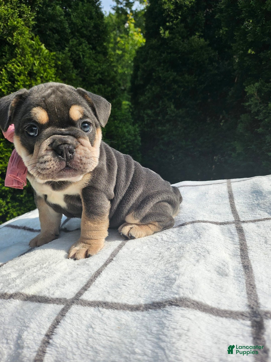 English Bulldog dogs for sale: Dalilah - Image 3