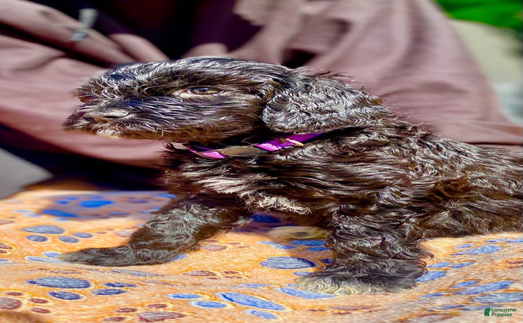 Portuguese Water Dog dogs for sale - Ad 5