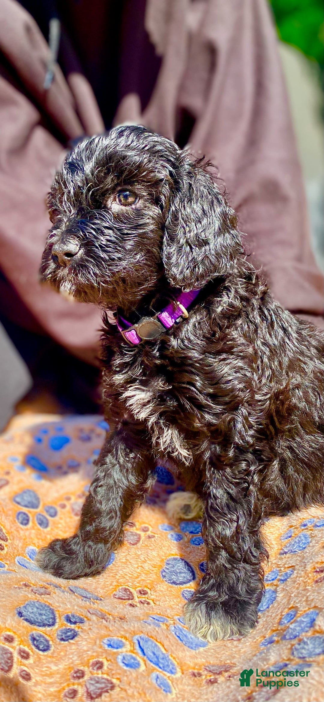 Portuguese Water Dog dogs for sale: Angele - Image 1