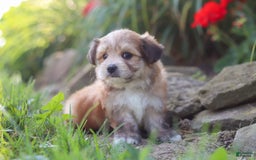 Morkie dogs for sale: Jesse - Image 6