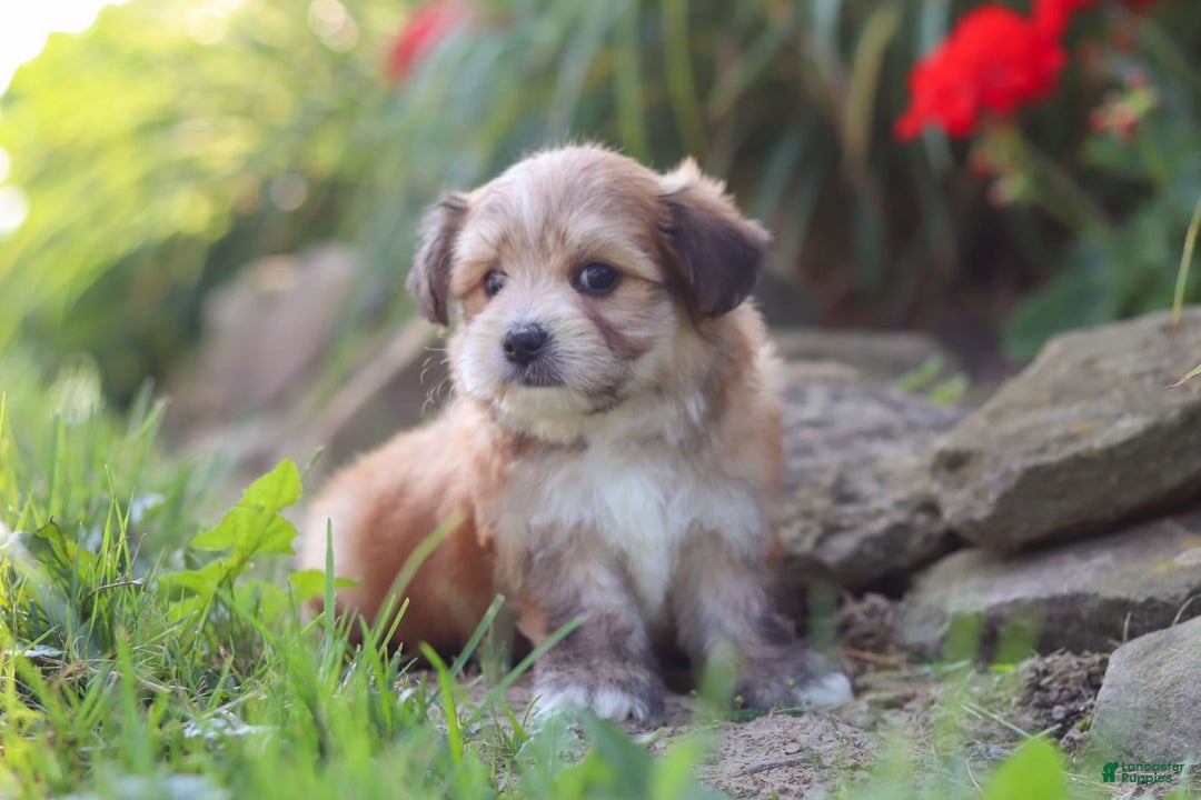 Morkie dogs for sale: Jesse - Image 6