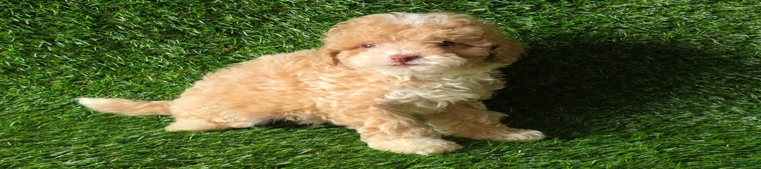 Peanut
