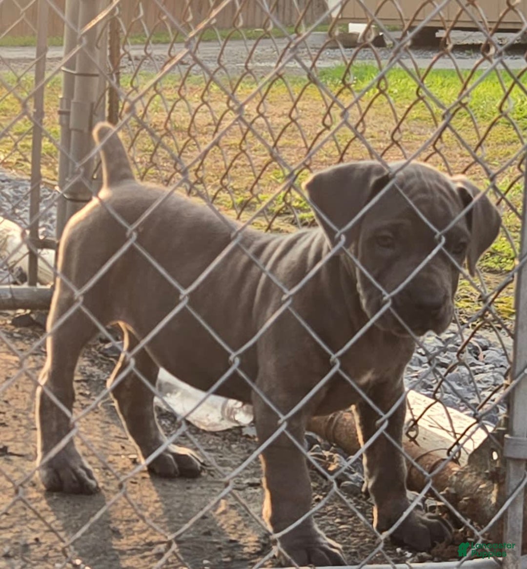 Cane Corso dogs for sale: Hawks Izzy - Image 7