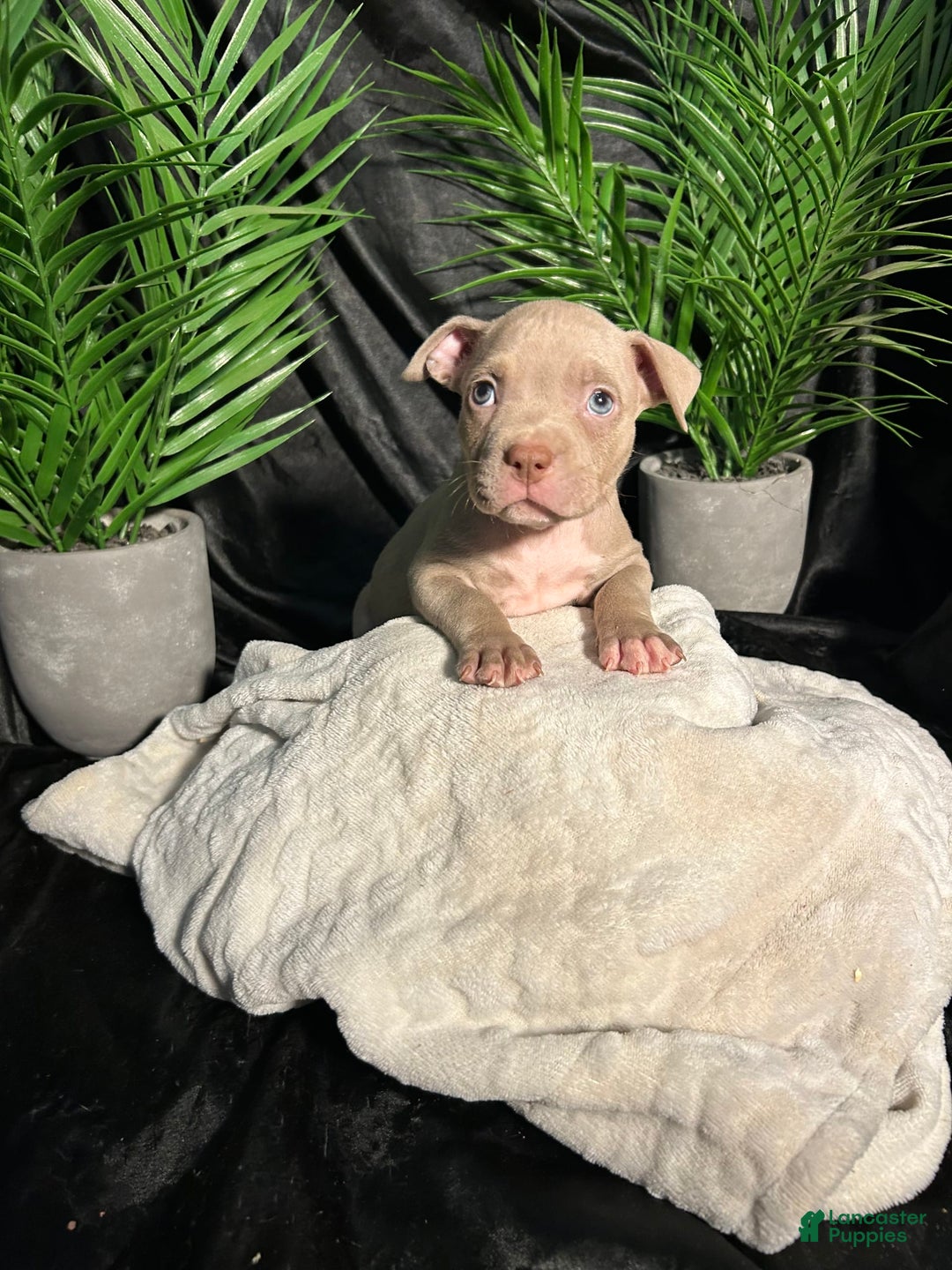 American Bully dogs for sale: Smurf - Image 6