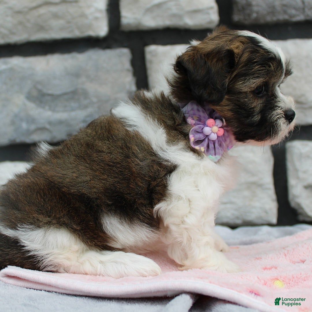 Teddy Bear dogs for sale: Addie - Image 3