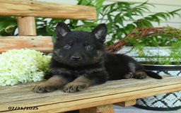 German Shepherd dogs for sale: Midnight - Image 3
